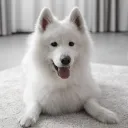 vinyofc