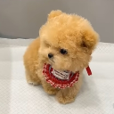 avatar Jardin청나비🦋🌹💎 Rosie