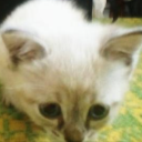avatar oweM riS