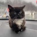 landscapegato