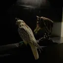 0_ro
