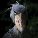 gravebabi's avatar