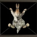 feistyrabbit