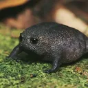 tsuibamis