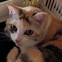 craftcatdayo