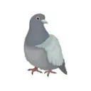 ouioui9929