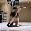 kungzero