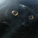 mycateeebs