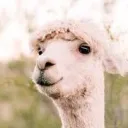 llamaslama