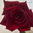 mrsdocoffate