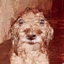 avatar derpulous prime