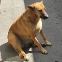 neawgai