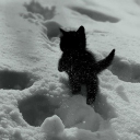 avatar A N U S H K A ʕ•ᴥ•ʔ