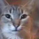 catlikeworld