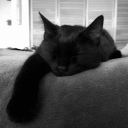 qvmt's profile picture