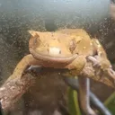 thelizard6478