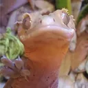 thelizard6478
