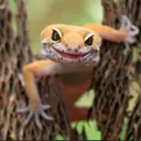 thelizard6478