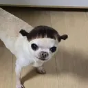 narsildoom