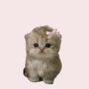 avatar 𐔌՞. .՞𐦯