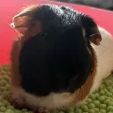 inwonknu
