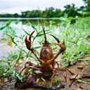 crawpappy