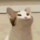 tylrae