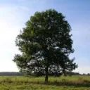 dev_baum