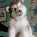 mrdogo