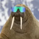 walruscrazy