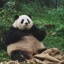 avatar chonkpanda