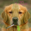 avatar Marsel_srb_srb