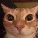 litchzins avatar