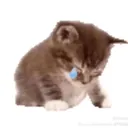 kw_kiwi