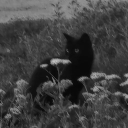 avatar alfie