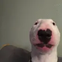 behemos.