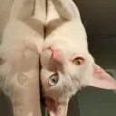 callofktululu8004