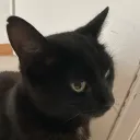 sdorr