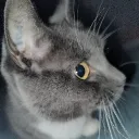 gtfluffy