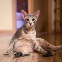 mee6.9