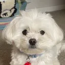 coavytv