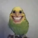 stankybird
