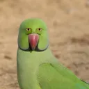 stankybird