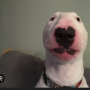 avatar 🪴Morshmolo🪴