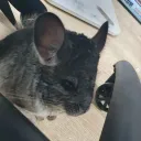 chinchilla99