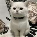 swettycatth