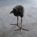 bollesaftprogaming