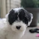 caelen.dev