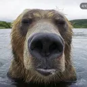 wilhelmet avatar