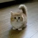 iamyesnt